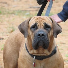 Mother of the Boerboel puppies born on 05/29/2018