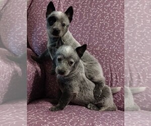 Australian Cattle Dog Puppy for sale in LAURENS, SC, USA