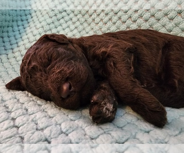 Medium Photo #1 Poodle (Standard) Puppy For Sale in CLAYTON, WA, USA