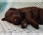 Puppy Truffle Poodle (Standard)
