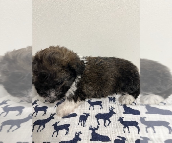 Medium Photo #2 Aussiedoodle Miniature  Puppy For Sale in SHILOH, OH, USA