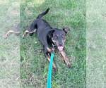 Small #1 Retriever  Mix