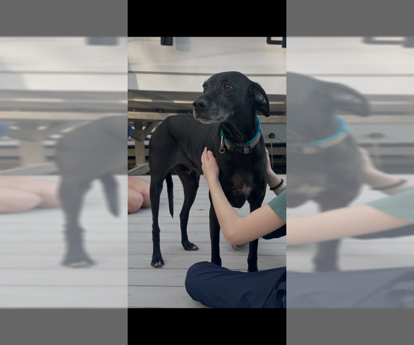 Medium Photo #1 Mutt Puppy For Sale in Atlanta, GA, USA