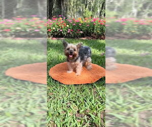 Mutt Dogs for adoption in Weston, FL, USA