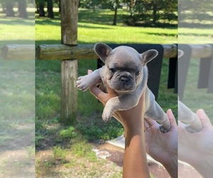 French Bulldog Puppy for Sale in PEORIA, Illinois USA