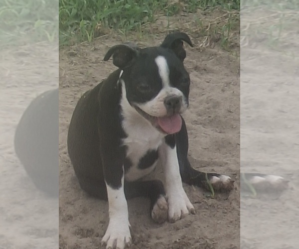 Medium Photo #4 Boston Terrier Puppy For Sale in COLLINS, GA, USA