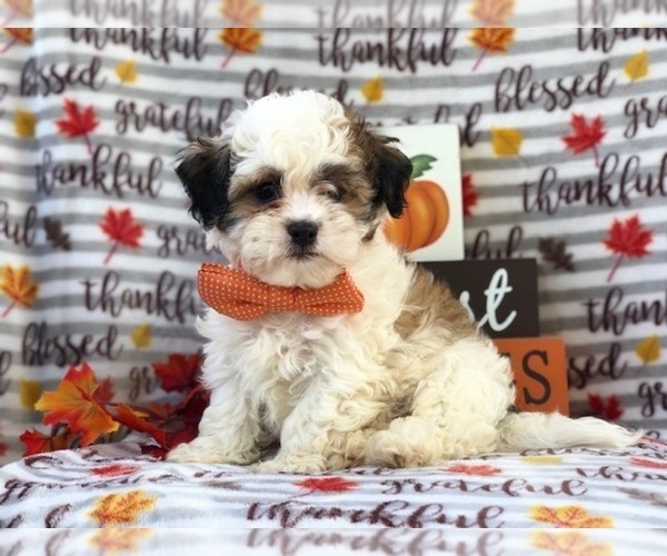 Medium Photo #3 Zuchon Puppy For Sale in LAKELAND, FL, USA