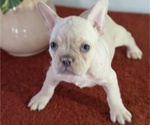 Small Photo #17 French Bulldog Puppy For Sale in GOSHEN, IN, USA