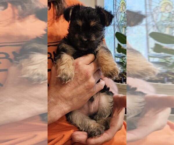 Medium Photo #2 YorkiePoo Puppy For Sale in CHESAPEAKE, VA, USA