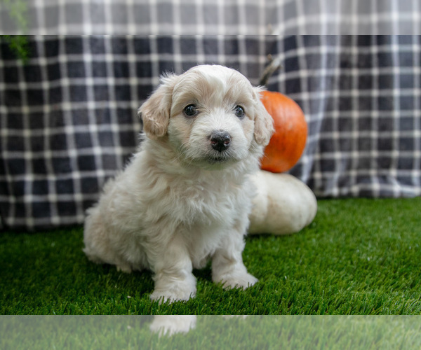 Medium Photo #1 Aussiedoodle Miniature  Puppy For Sale in CLARE, MI, USA