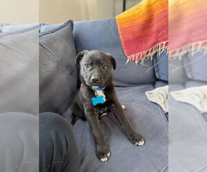 Mutt Dogs for adoption in Plainfield, IL, USA