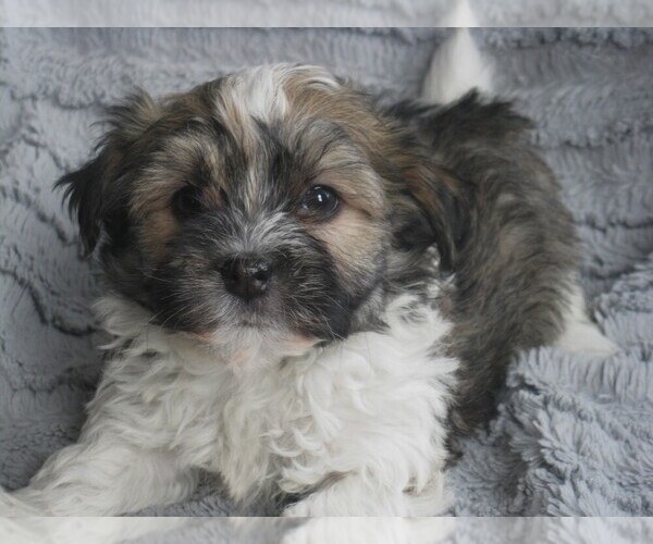 Medium Photo #1 Havanese Puppy For Sale in WILSON, NY, USA