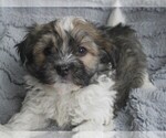 Image preview for Ad Listing. Nickname: AKC Male 4