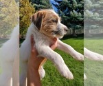 Small Photo #14 Jack Russell Terrier Puppy For Sale in IDAHO FALLS, ID, USA