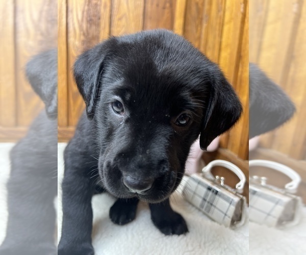 Medium Photo #5 Labrador Retriever Puppy For Sale in NEOLA, WV, USA