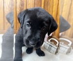 Small #4 Labrador Retriever