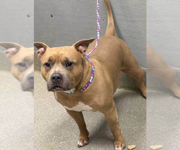 Medium Photo #1 Mutt Puppy For Sale in Las Vegas, NV, USA