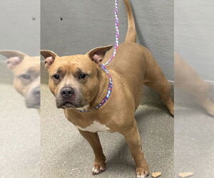 Mutt Dogs for adoption in Las Vegas, NV, USA