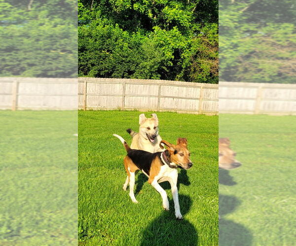 Medium Photo #2 Treeing Walker Coonhound Puppy For Sale in Aurora, IN, USA