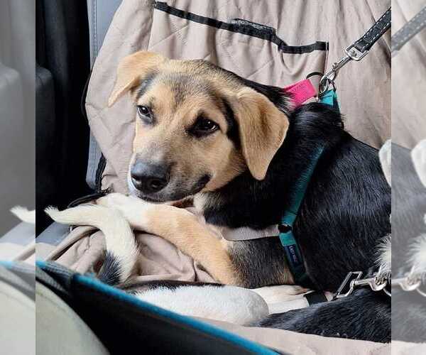 Medium Photo #4 German Shepherd Dog-Unknown Mix Puppy For Sale in Silver Spring, MD, USA
