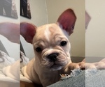 Small Photo #1 French Bulldog Puppy For Sale in ELKHORN, WI, USA