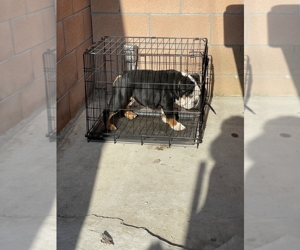 Medium Photo #4 English Bulldog Puppy For Sale in COVINA, CA, USA