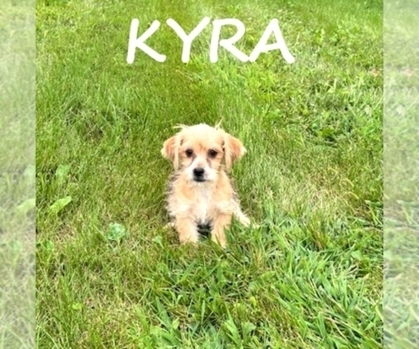 Medium Photo #2 Shorkie Tzu Puppy For Sale in HARTLAND, MN, USA