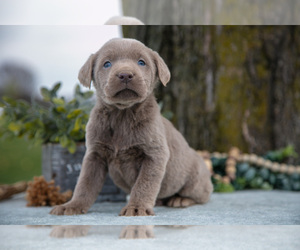 Medium Labrador Retriever