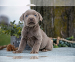 Puppy Kai Labrador Retriever