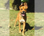 Small #15 American Staffordshire Terrier-German Shepherd Dog Mix