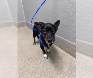 Chihuahua-Unknown Mix Dogs for adoption in Las Vegas, NV, USA