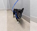 Small Chihuahua Mix