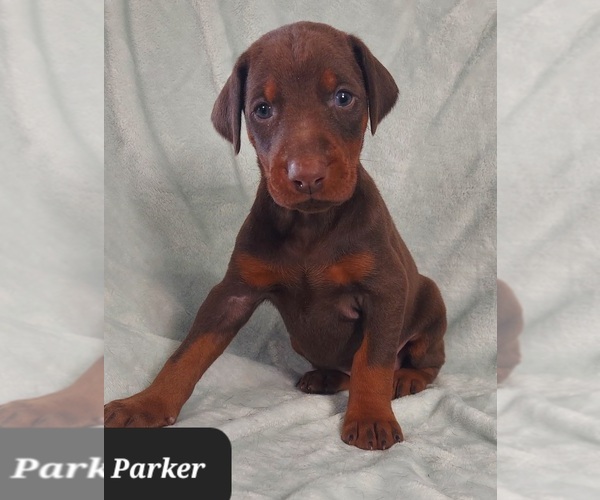Medium Photo #5 Doberman Pinscher Puppy For Sale in POMEROY, OH, USA