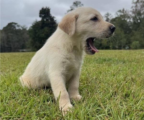 Medium Photo #3 Shepradors Puppy For Sale in LEXINGTON, SC, USA