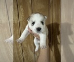 Small Photo #6 Siberian Husky Puppy For Sale in ARLINGTON, VT, USA