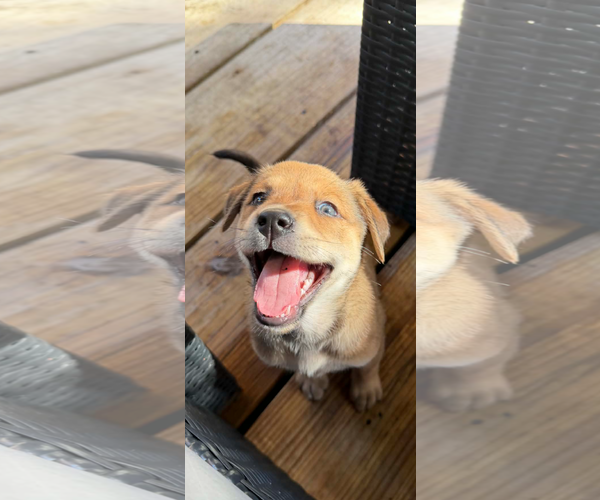 Medium Photo #1 Labrador Retriever-Mountain Cur Mix Puppy For Sale in Royal Palm Beach, FL, USA