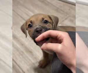 Borador Dogs for adoption in Lakewood, CO, USA