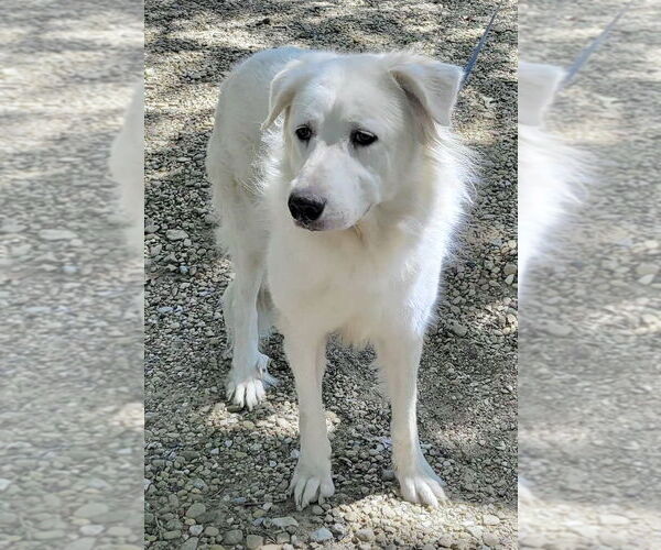 Medium Photo #4 Great Pyrenees Puppy For Sale in Spring, TX, USA