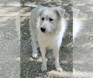 Madison - Female Great Pyrenees Dog for Adoption - Photo #4