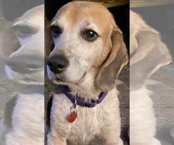 Medium Photo #10 Beagle Puppy For Sale in Dunnellon, FL, USA