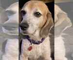 Small #9 Beagle