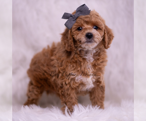 Medium Photo #1 Poodle (Toy) Puppy For Sale in WARSAW, IN, USA