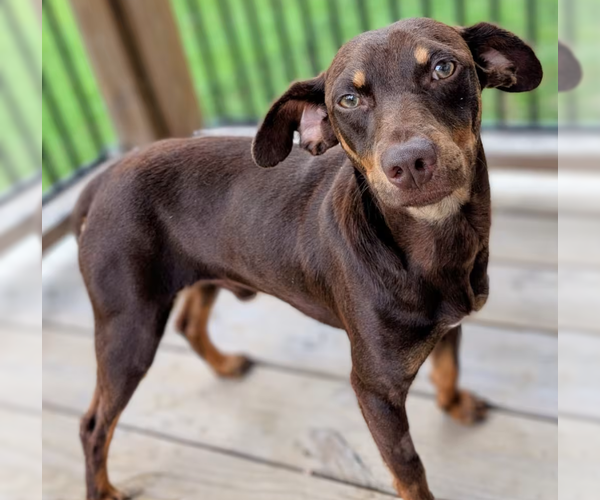 Medium Photo #1 Miniature Pinscher-Unknown Mix Puppy For Sale in Cranston, RI, USA