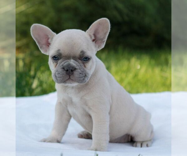 Medium Photo #4 French Bulldog Puppy For Sale in NEWMANSTOWN, PA, USA