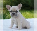 Small #3 French Bulldog