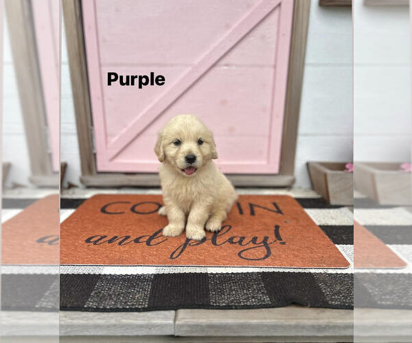 Medium Photo #1 Golden Retriever Puppy For Sale in DOTHAN, AL, USA