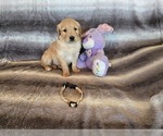 Small #24 Golden Retriever