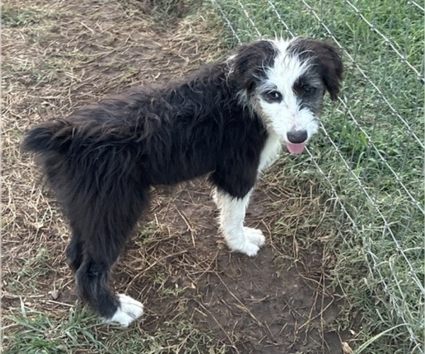 Medium Photo #1 Australian Shepherd-Old English Sheepdog Mix Puppy For Sale in BROKEN BOW, OK, USA