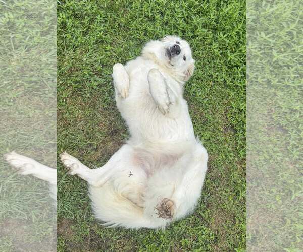 Medium Photo #15 Great Pyrenees-Unknown Mix Puppy For Sale in Houston, TX, USA