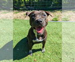 Small #2 American Staffordshire Terrier Mix